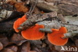 Vermiljoenhoutzwam (Pycnoporus cinnabarinus)