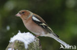 Vink (Fringilla coelebs)