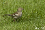 Vink (Fringilla coelebs)