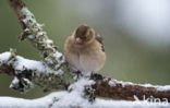 Chaffinch (Fringilla coelebs)