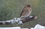 Vink (Fringilla coelebs)