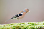 Vink (Fringilla coelebs)