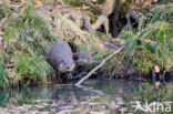 European Otter (Lutra lutra) 