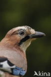 Eurasian Jay (Garrulus glandarius)