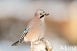 Vlaamse Gaai (Garrulus glandarius)