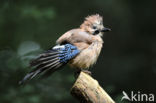 Eurasian Jay (Garrulus glandarius)