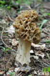 False Morel (Gyromitra esculenta)