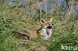 Vos (Vulpes vulpes)