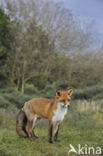 Fox (Vulpes vulpes)