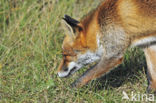 Fox (Vulpes vulpes)