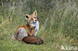 Fox (Vulpes vulpes)