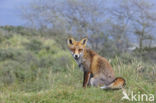 Vos (Vulpes vulpes)