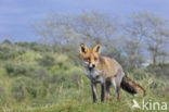 Fox (Vulpes vulpes)