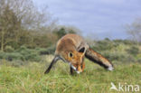 Fox (Vulpes vulpes)