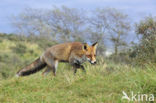 Fox (Vulpes vulpes)