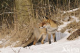 Vos (Vulpes vulpes)