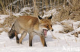 Fox (Vulpes vulpes)