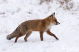 Vos (Vulpes vulpes)