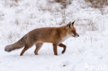 Vos (Vulpes vulpes)