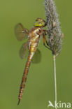 Northern Hawker (Aeshna isosceles)