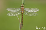 Vroege glazenmaker (Aeshna isoceles) 