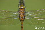 Northern Hawker (Aeshna isoceles)