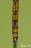 Northern Hawker (Aeshna isoceles)