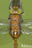 Northern Hawker (Aeshna isoceles)