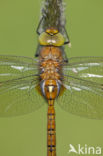 Northern Hawker (Aeshna isoceles)