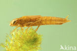 Vroege glazenmaker (Aeshna isoceles) 