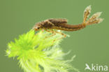 Large Red Damselfly (Pyrrhosoma nymphula)