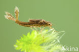 Large Red Damselfly (Pyrrhosoma nymphula)