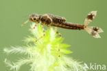 Vuurjuffer (Pyrrhosoma nymphula)