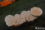 Waaiertje (Schizophyllum commune) 