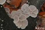 Waaiertje (Schizophyllum commune) 