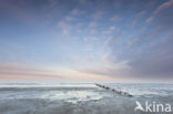 Waddenzee 