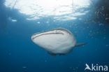 Whale shark (Rhincodon typus) 