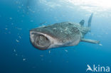 Walvishaai  (Rhincodon typus) 