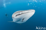 Whale shark (Rhincodon typus) 