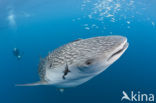 Whale shark (Rhincodon typus) 