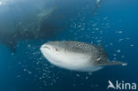 Whale shark (Rhincodon typus) 