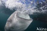 Whale shark (Rhincodon typus) 