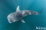 Whale shark (Rhincodon typus) 