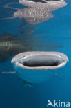 Whale shark (Rhincodon typus) 