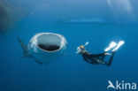 Whale shark (Rhincodon typus) 