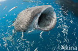 Whale shark (Rhincodon typus) 