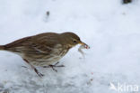 Waterpieper (Anthus spinoletta)