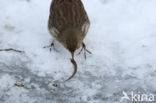 Waterpieper (Anthus spinoletta)