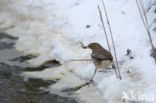 Waterpieper (Anthus spinoletta)