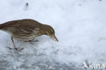 Waterpieper (Anthus spinoletta)